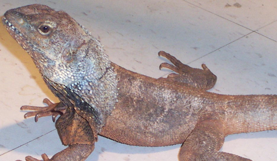 male frilled
