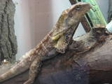 male red phase NG frilled