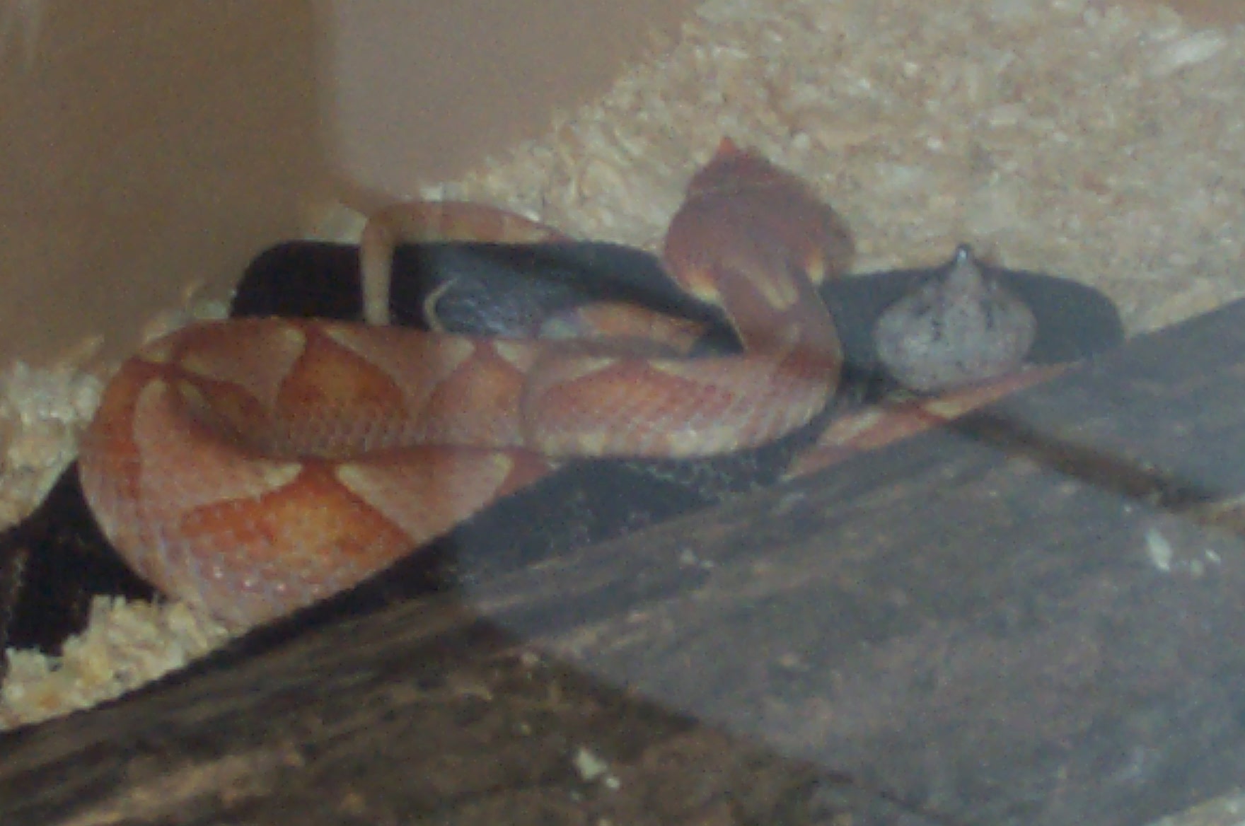 D. Acutus mating