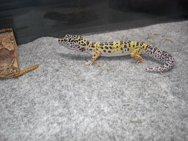 little bugger