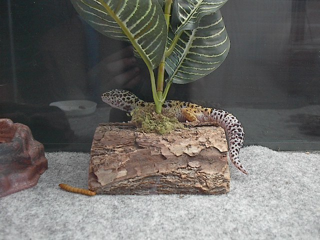 hanging out
