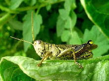 Locust