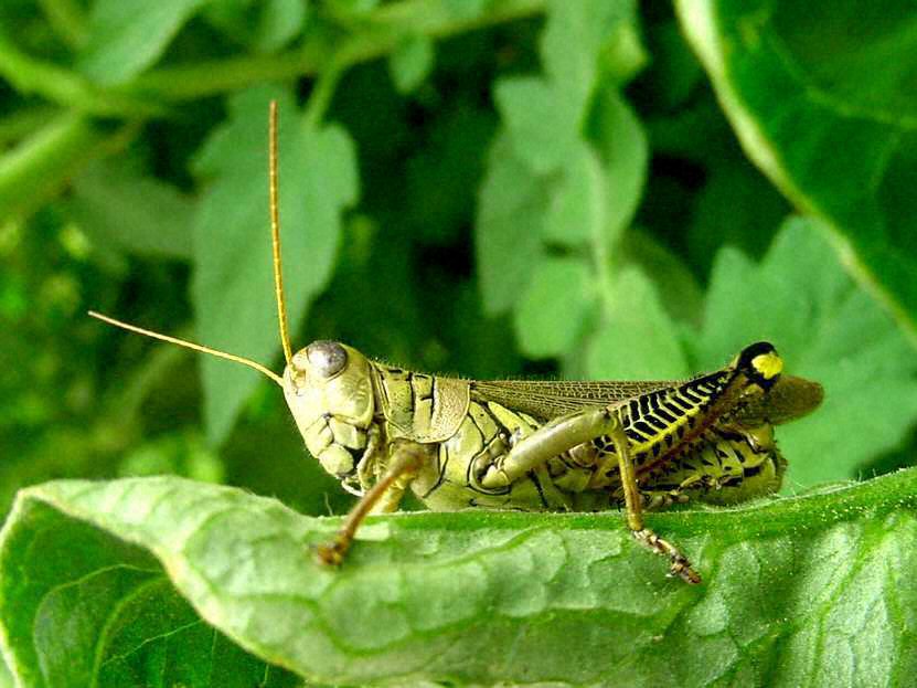 Locust