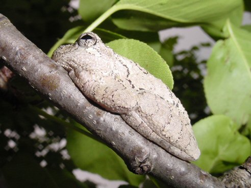 Tree Frog
