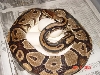 50% Het with 7 eggs