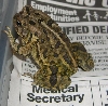 Toad