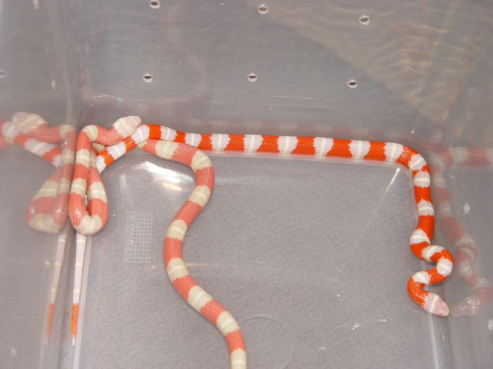 1.1 Albino Nelsons Milk Snakes