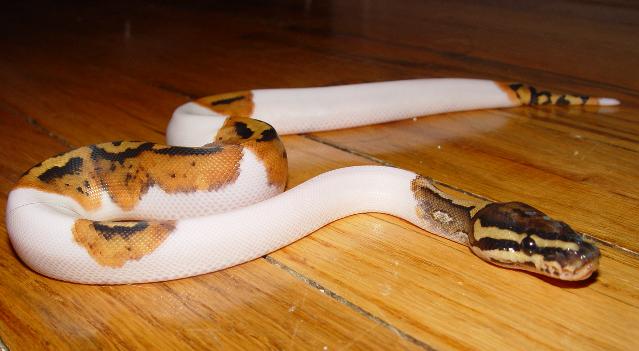 Post shed pic2