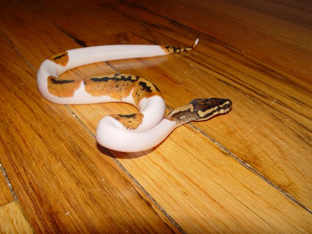 Post shed