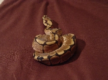 Female spider ball