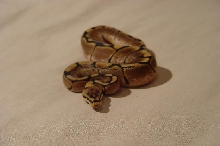 Spider ball python pic2