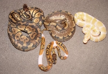 Morph collection