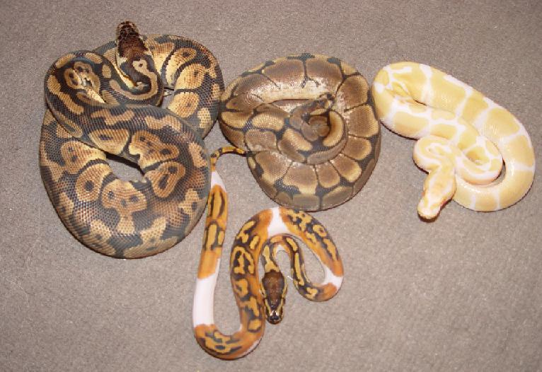Morph collection