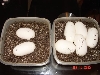7 eggs from 100% to 50% het pied