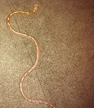 Butter Motley Corn Snake