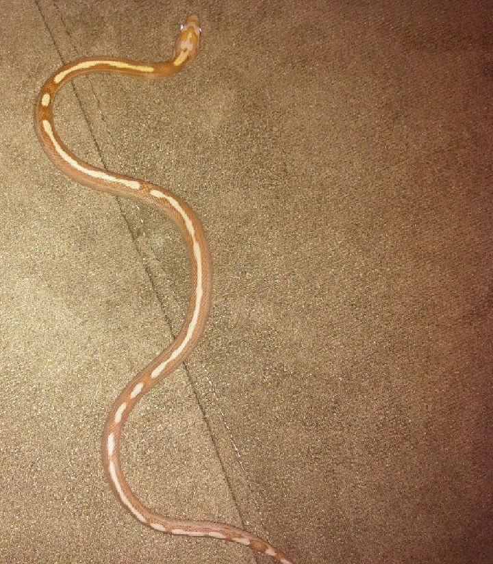 Butter Motley Corn Snake