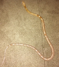 Butter Motley Corn Snake