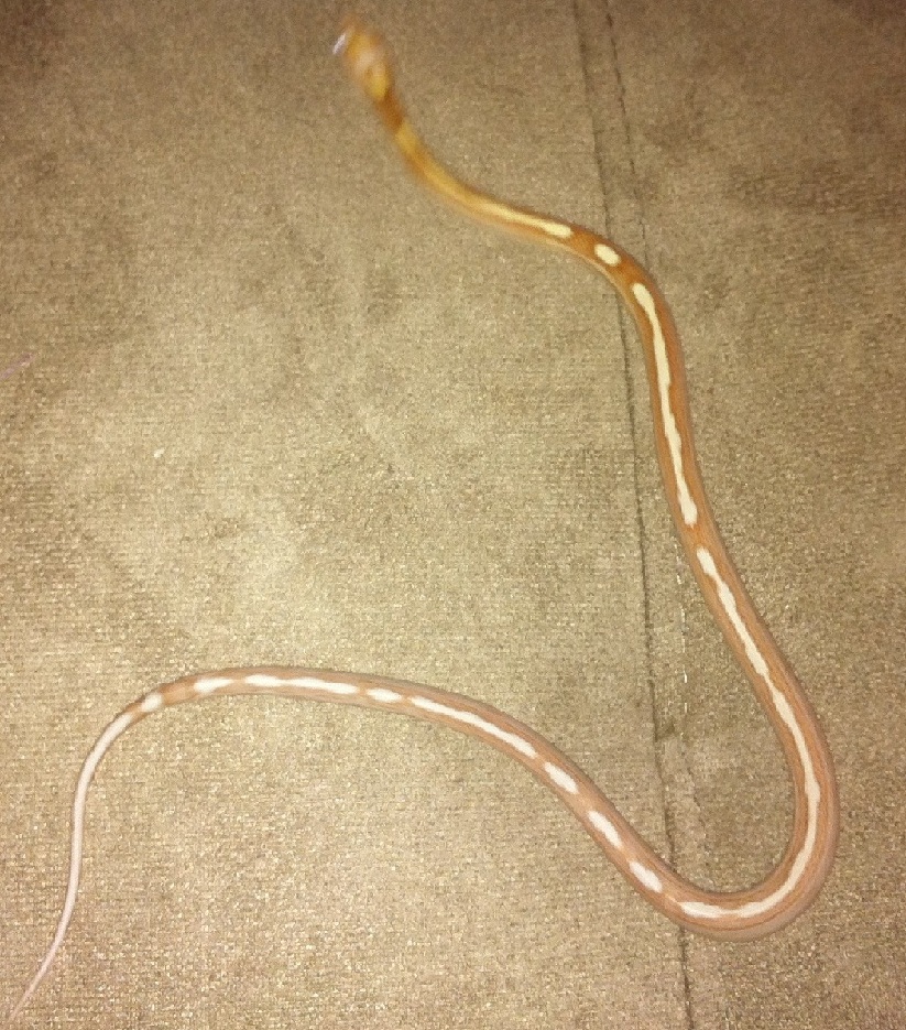 Butter Motley Corn Snake