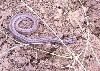 Northern Brown (Dekay's) snake