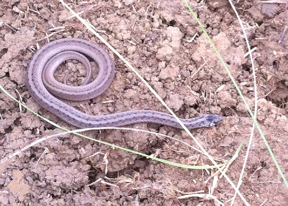 Northern Brown (Dekay's) snake