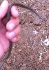 Northern Brown (Dekay's) snake