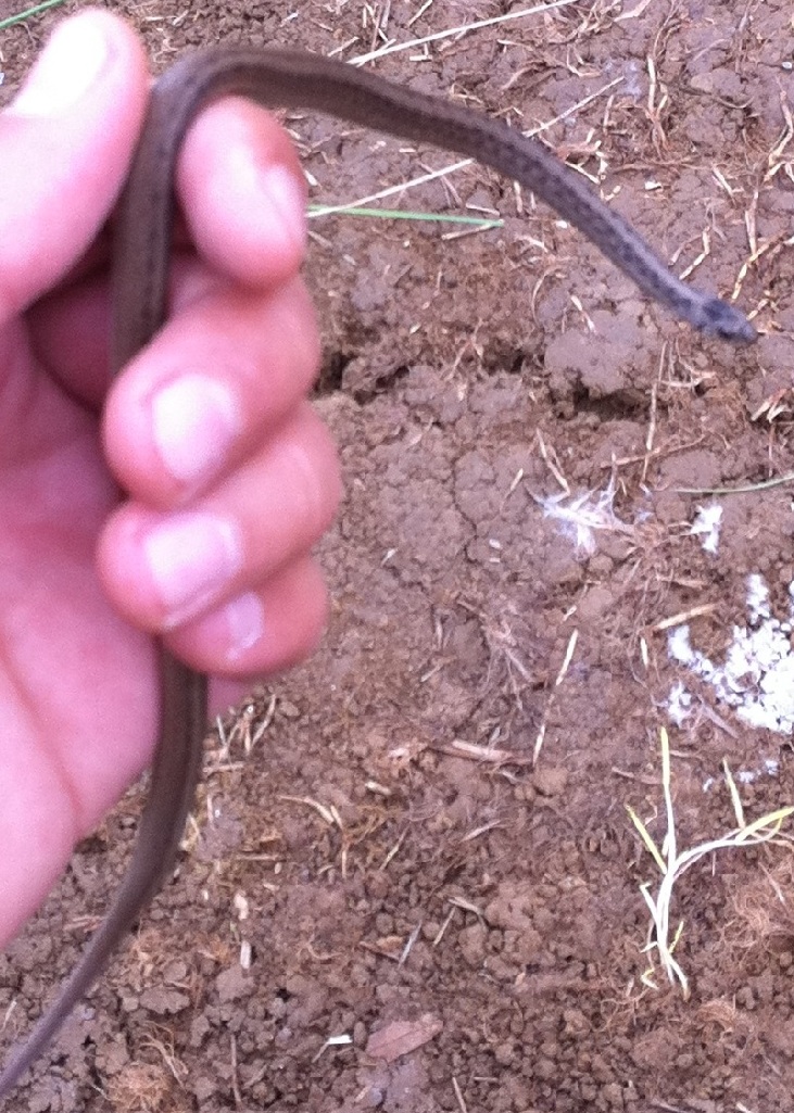 Northern Brown (Dekay's) snake