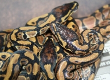 Cloe & Sin babies