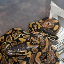 Cloe & Sin babies