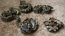 Cloe & Sin babies