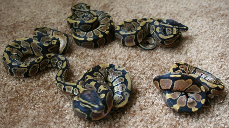Cloe & Sin babies