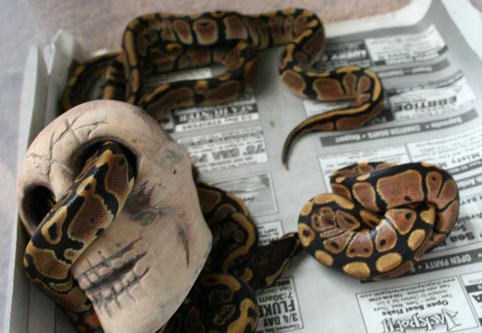 Cloe & Sin babies