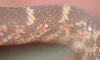 Male Lavendar Brooksi