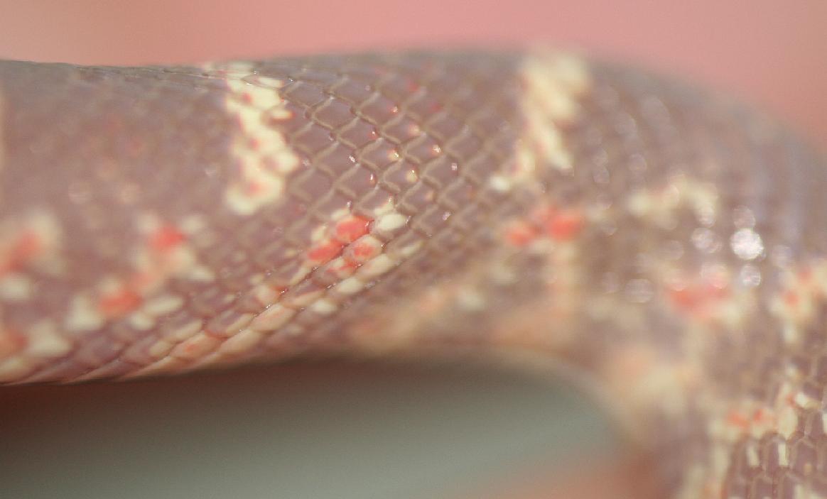 Male Lavendar Brooksi