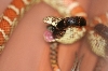 Female Hypo Brooksi
