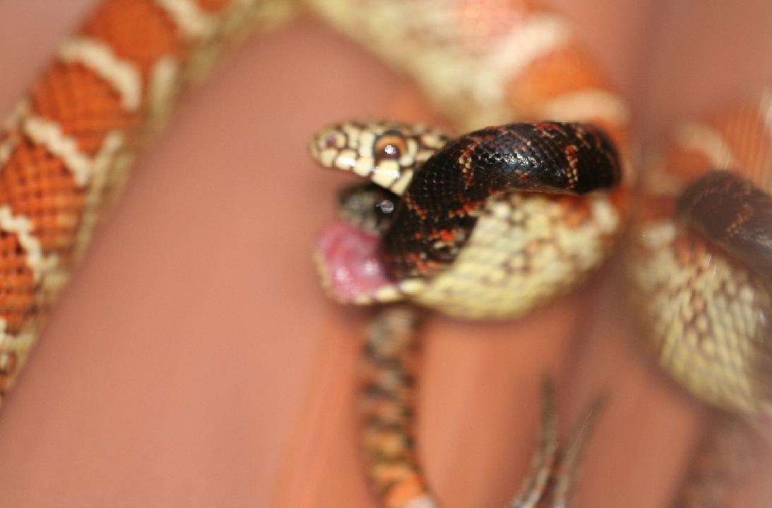 Female Hypo Brooksi