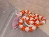 Female Albino Nelson