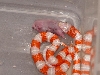 Female Albino Nelson