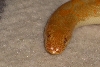 Albino Kenyan Sand Boa (Het Snow)