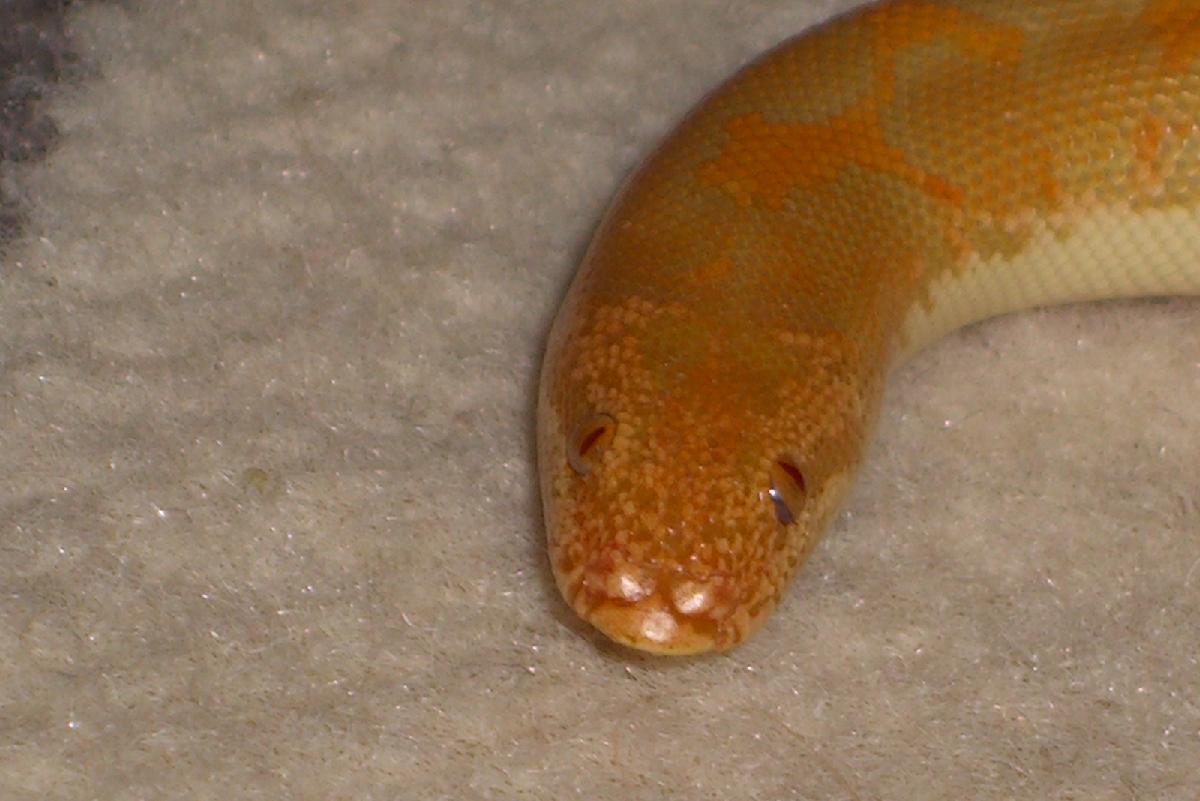 Albino Kenyan Sand Boa (Het Snow)