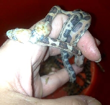 2012 Scaleless Texas Rats