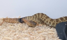Hopi Rattlers breeding 7-14-11