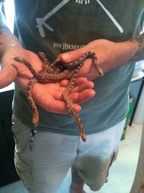 Scaleless Texas Rats 3