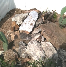 Chuckwalla juveniles outdoors