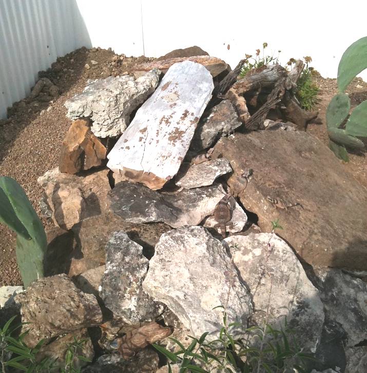 Chuckwalla juveniles outdoors