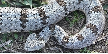 Durango Klaub