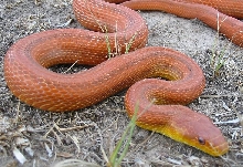 Everglades Rat