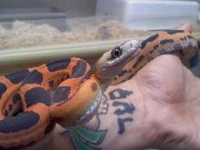 Scaleless
