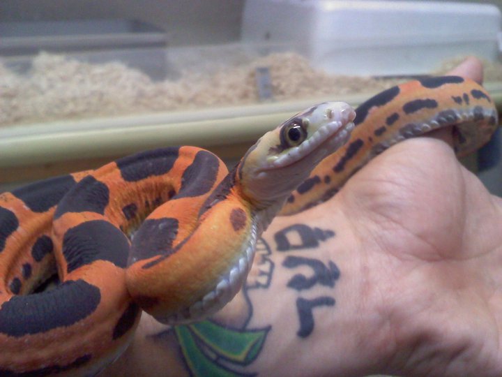 Scaleless