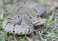 Pena morulus