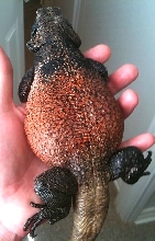 Male Red Back Chuckwalla
